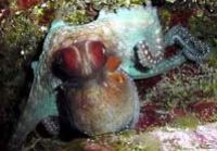 Octopus in Garden nook on wall off Saipan Grotto taken w/... by Martin Dalsaso 